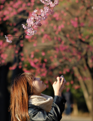 【季節の情景】・季節の夢の中・・河津桜！