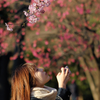 【季節の情景】・季節の夢の中・・河津桜！