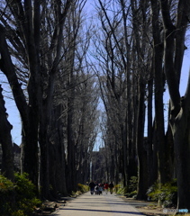 【街の情景】・みんなの散歩道・・吉祥寺（成蹊大学界隈）・・！