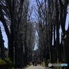 【街の情景】・みんなの散歩道・・吉祥寺（成蹊大学界隈）・・！