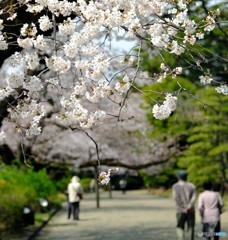 【季節の情景】・春の日本イベント・・桜のお花見！