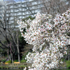 【季節の情景】・春の準備完了・・モクレン！