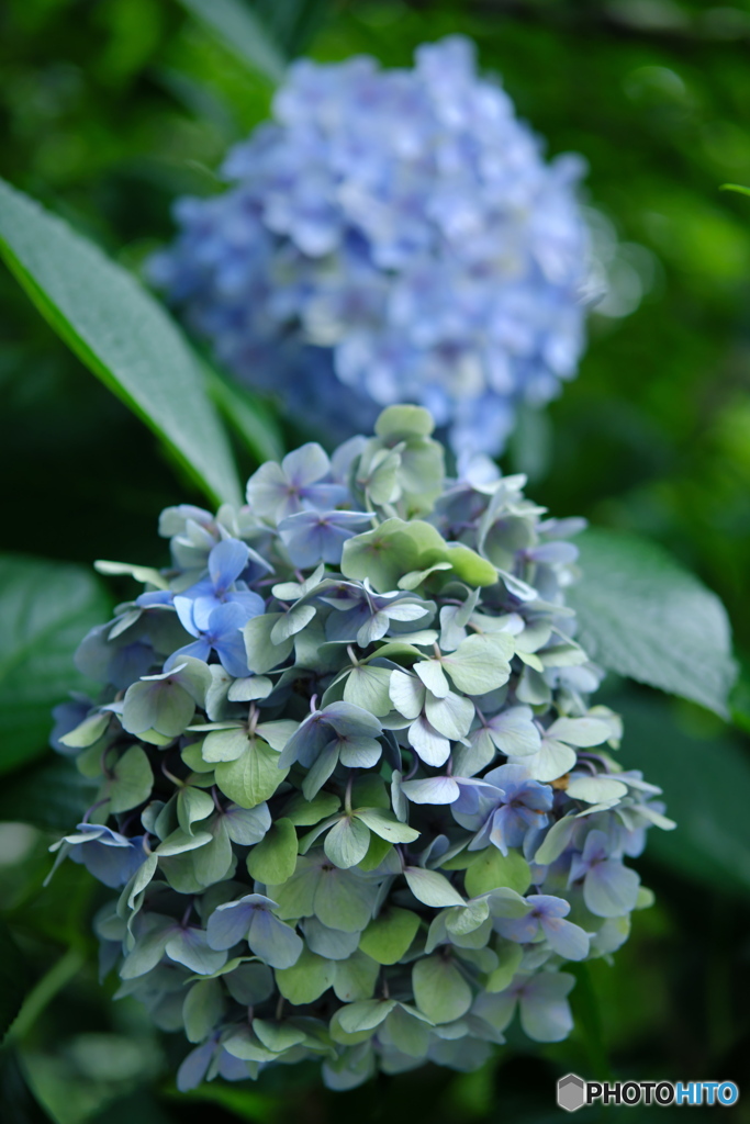 【季節の情景】・盛りだった頃を思い・・紫陽花！