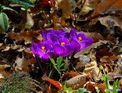 【身近な自然】・クロッカスのお花・・（ジブリ美術館前のお庭にて）！