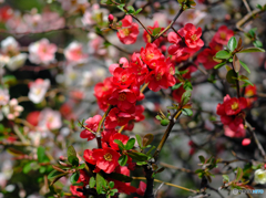 【季節の情景】・カラフル三昧・・お庭の桜たち！