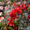 【季節の情景】・カラフル三昧・・お庭の桜たち！