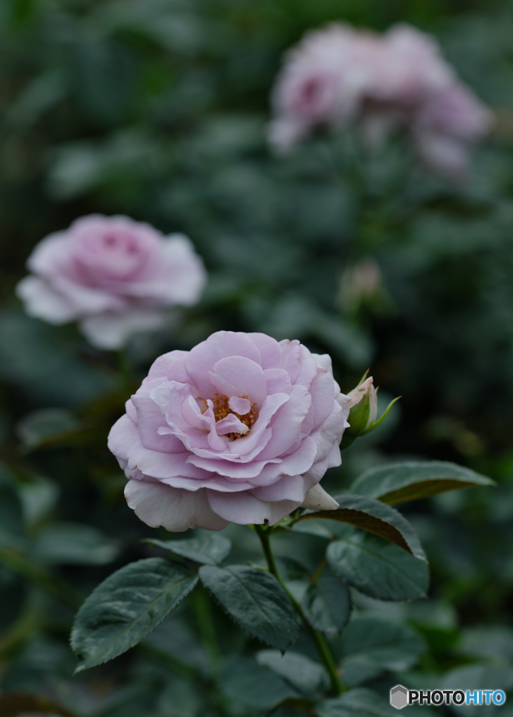 【季節の情景】・密やかに咲く・・薔薇達・・！