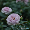 【季節の情景】・密やかに咲く・・薔薇達・・！