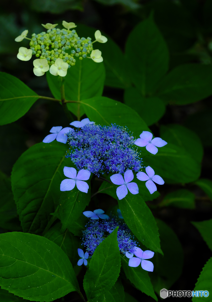 【季節の情景】・紫陽花の艶やかな季節・・！