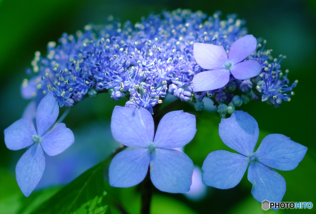 【季節の情景】・季節は確実に夏へ・・紫陽花のお花！