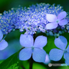 【季節の情景】・季節は確実に夏へ・・紫陽花のお花！