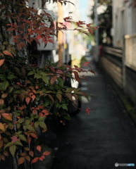 【街の情景】・みんなの裏道でも秋色に・・！