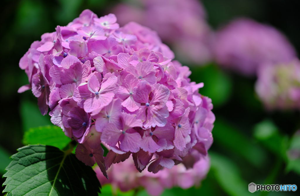 【季節の情景】・本日も紫陽花は元気です・・三鷹地区！