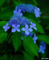 【季節の情景】・紫陽花の季節・・準備完了！