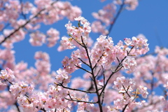 【身近な自然】・今年も満開です・河津桜・・（井の頭西公園にて）！