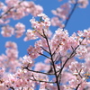 【身近な自然】・今年も満開です・河津桜・・（井の頭西公園にて）！