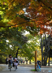 【季節の情景】・お父さんの休日！