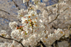 【身近な自然】・春本番・・（近隣の児童公園にて）！