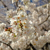 【身近な自然】・春本番・・（近隣の児童公園にて）！