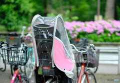 【街の情景】・あじさい色で疾走・・アジサイ色の自転車！
