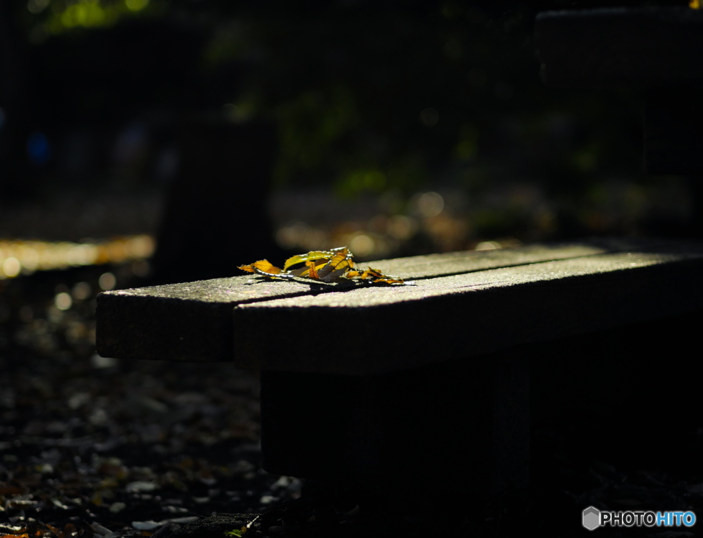 【身近な自然】・石のベンチが秋色・・修道院のお庭！