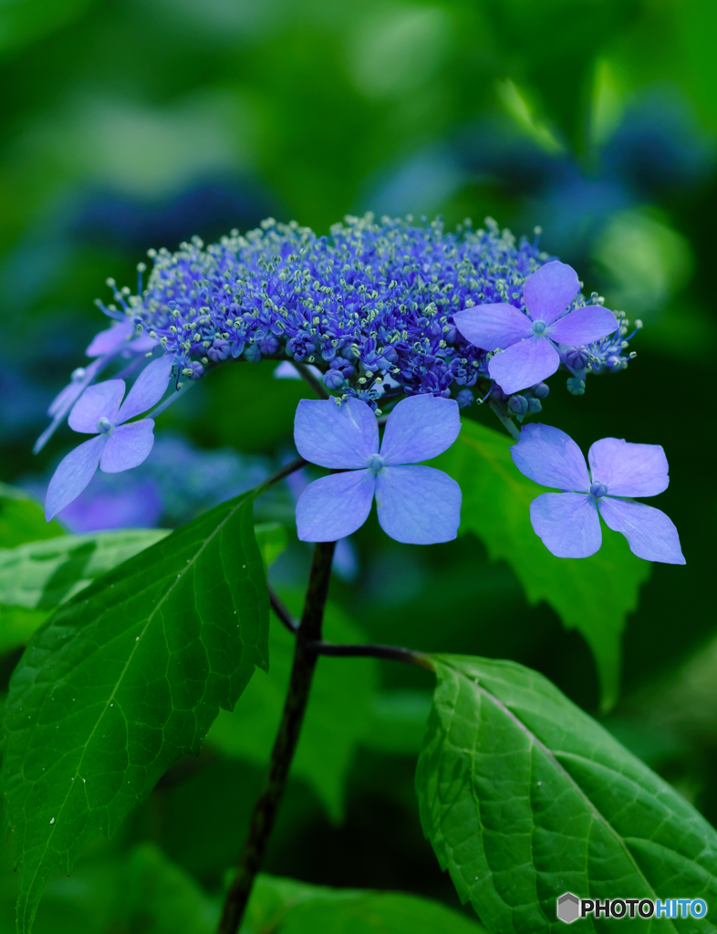 【季節の情景】・季節は確実に夏へ・・紫陽花のお花②！