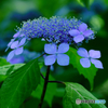 【季節の情景】・季節は確実に夏へ・・紫陽花のお花②！