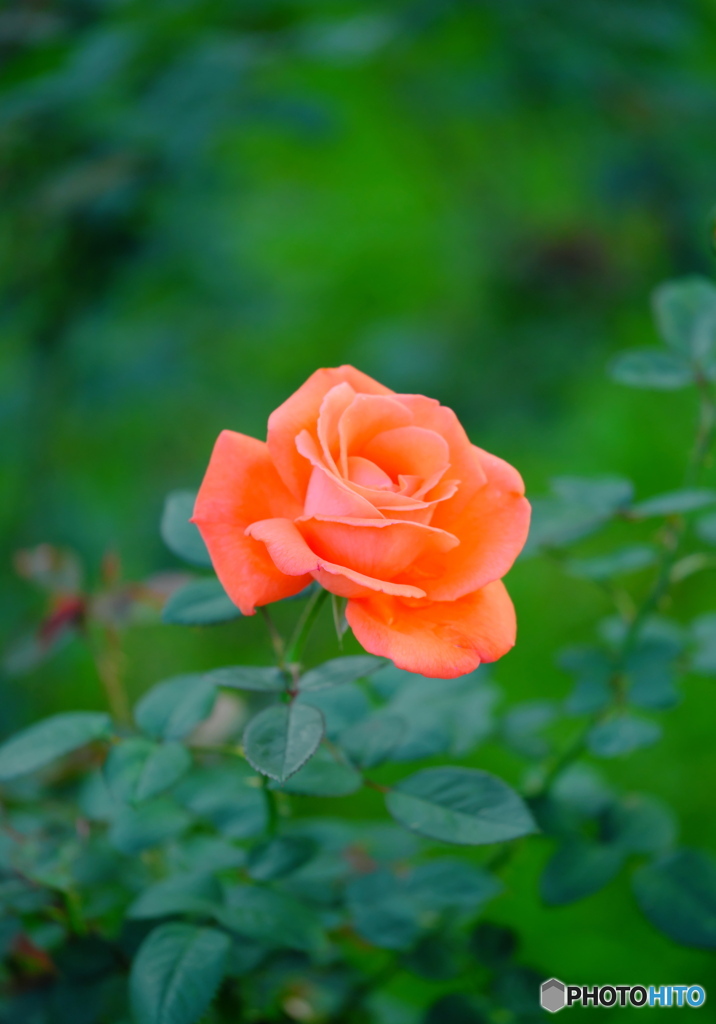 【季節の情景 】・美しい薔薇達 ③・・神代植物園にて！