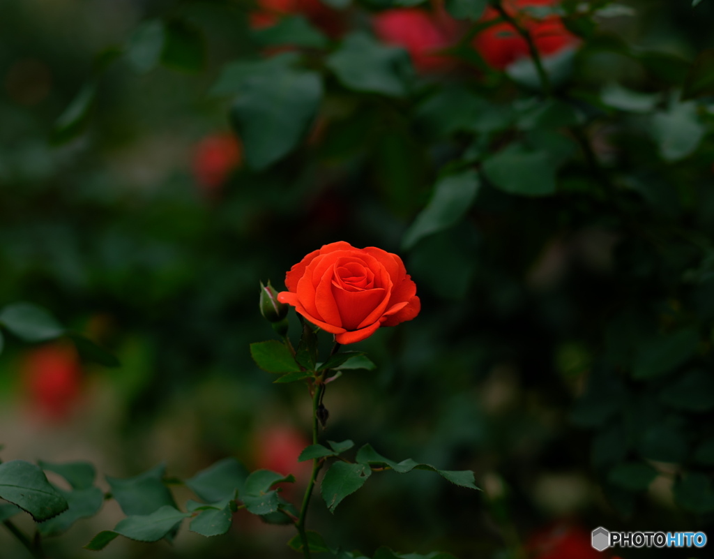 季節の情景 美しい薔薇達 神代植物園にて By 極楽とんぼ Id 写真共有サイト Photohito