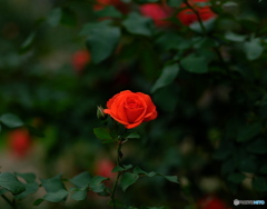 【季節の情景 】・美しい薔薇達 ④・・神代植物園にて！