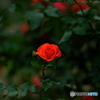【季節の情景 】・美しい薔薇達 ④・・神代植物園にて！