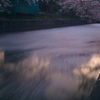 桜の川