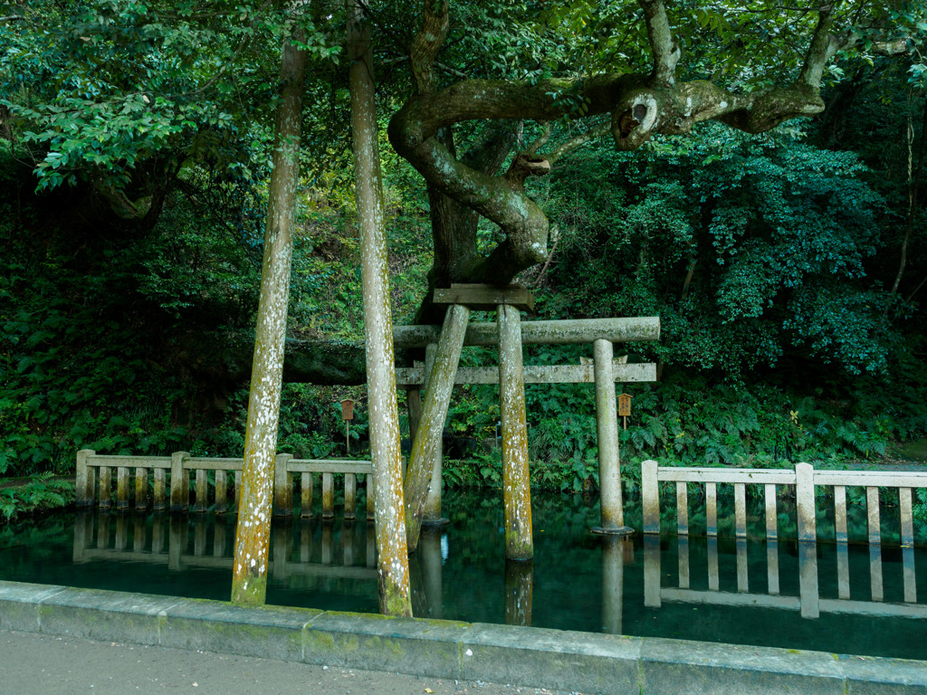 鹿島神宮 御手洗池