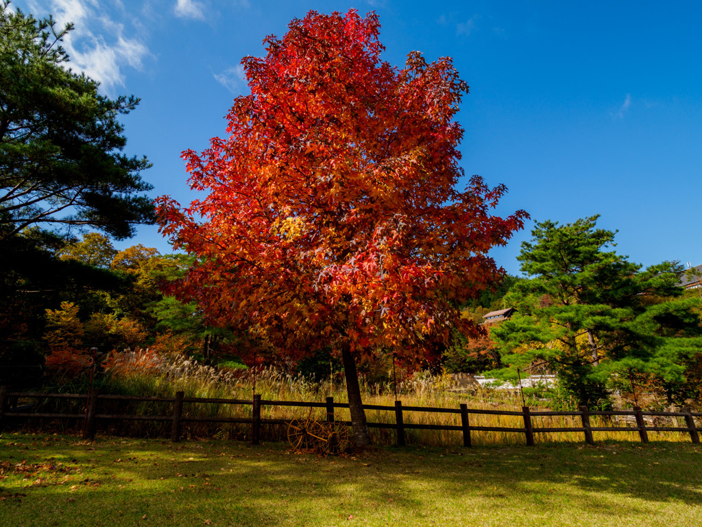 紅葉　新城