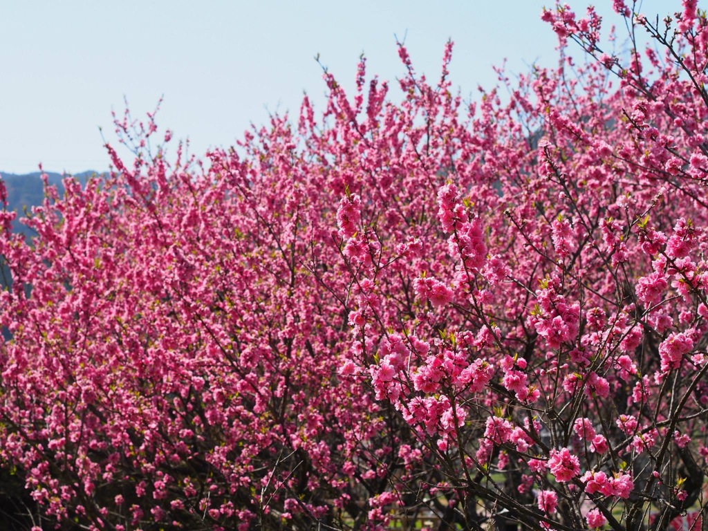 E937CE83-FE0B-4B8E-928C-41E1DD528614