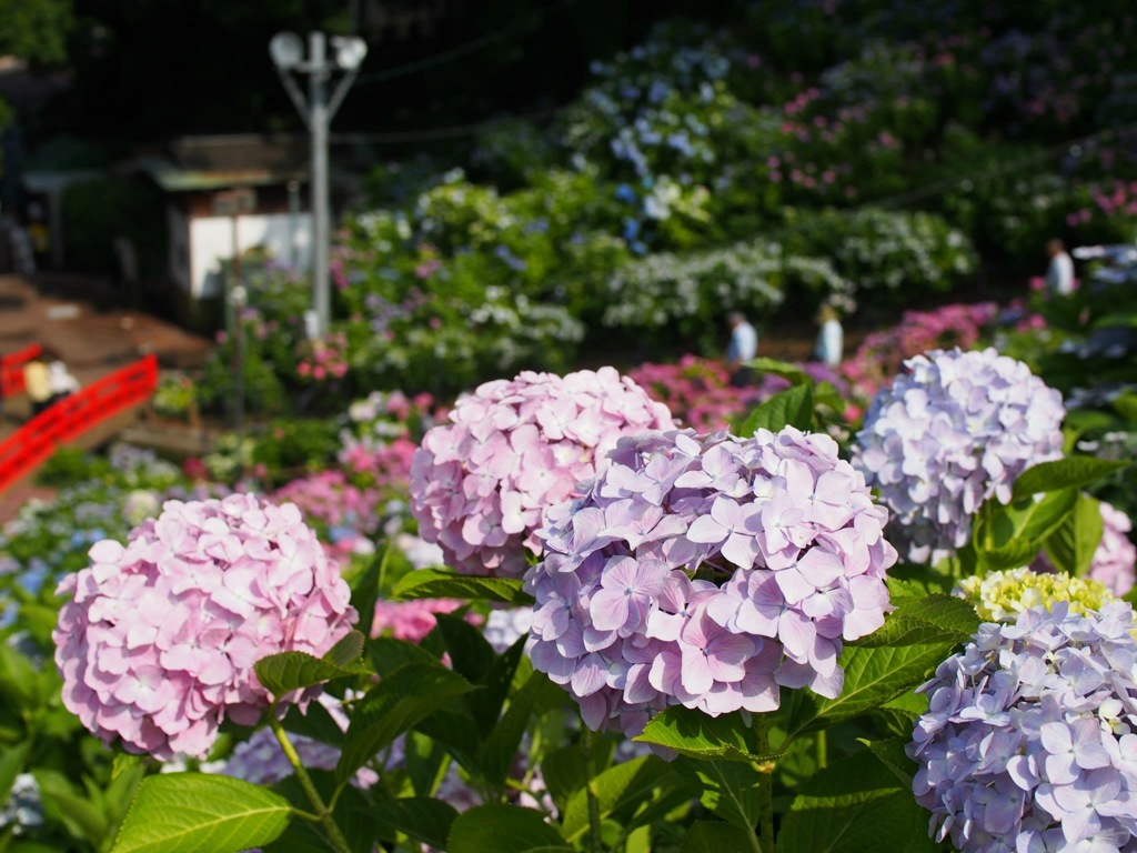 50574530-35CB-42C4-BCB0-945229BA28F8