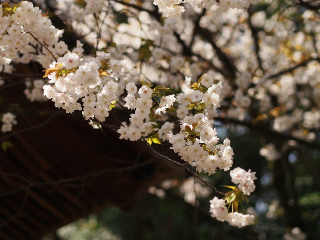 0DEEB37D-E09F-4CBA-B94F-D48BC9D83177