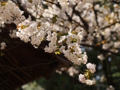 0DEEB37D-E09F-4CBA-B94F-D48BC9D83177