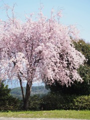 2725D373-3EE0-457E-A166-146F881F9A48