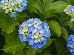 631F4A05-153E-43AB-9264-CC9F75609448