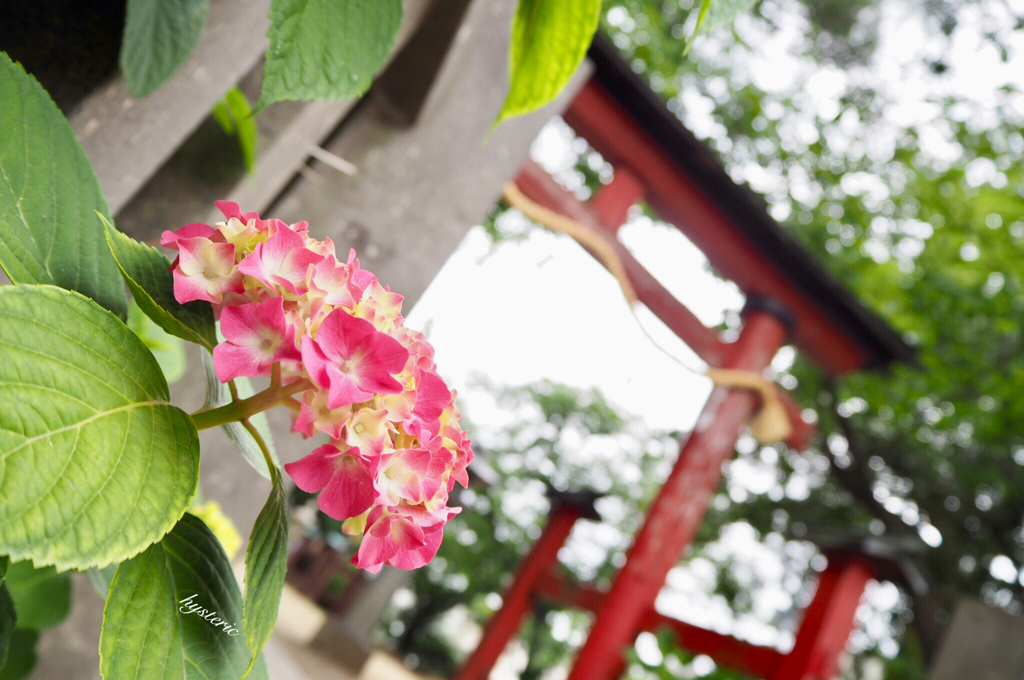 雨の季節…