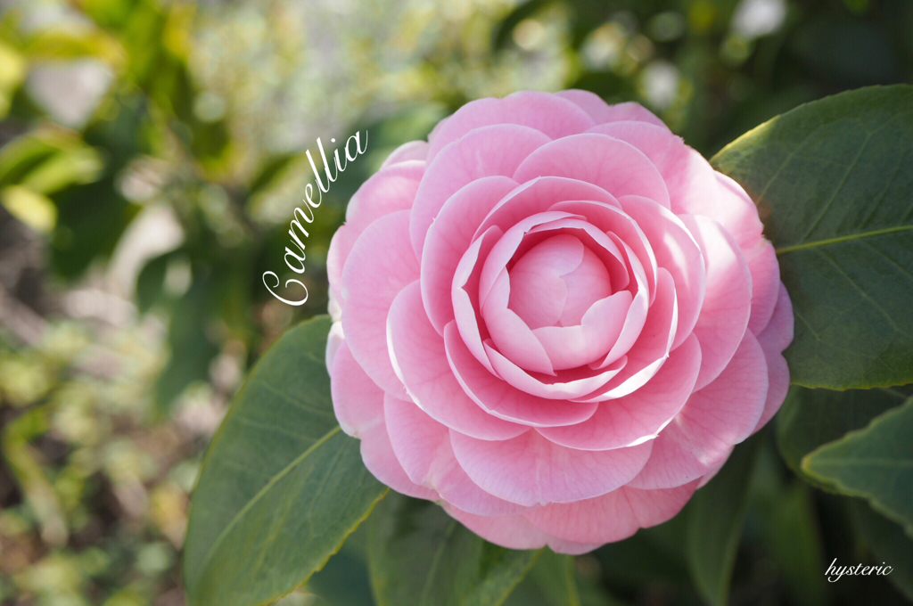 Camellia…