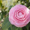 Camellia…