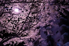 街の夜桜