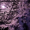 街の夜桜