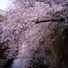 神田川に垂れる桜