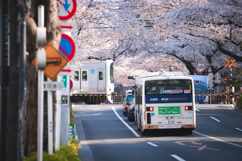 中野通りの桜並木