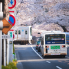 中野通りの桜並木