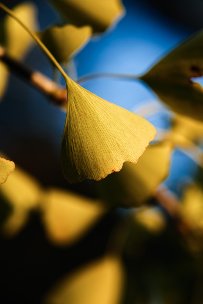 autumn yellow