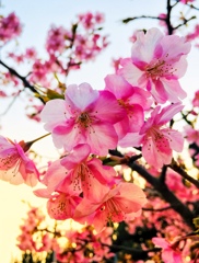 夕暮れの桜